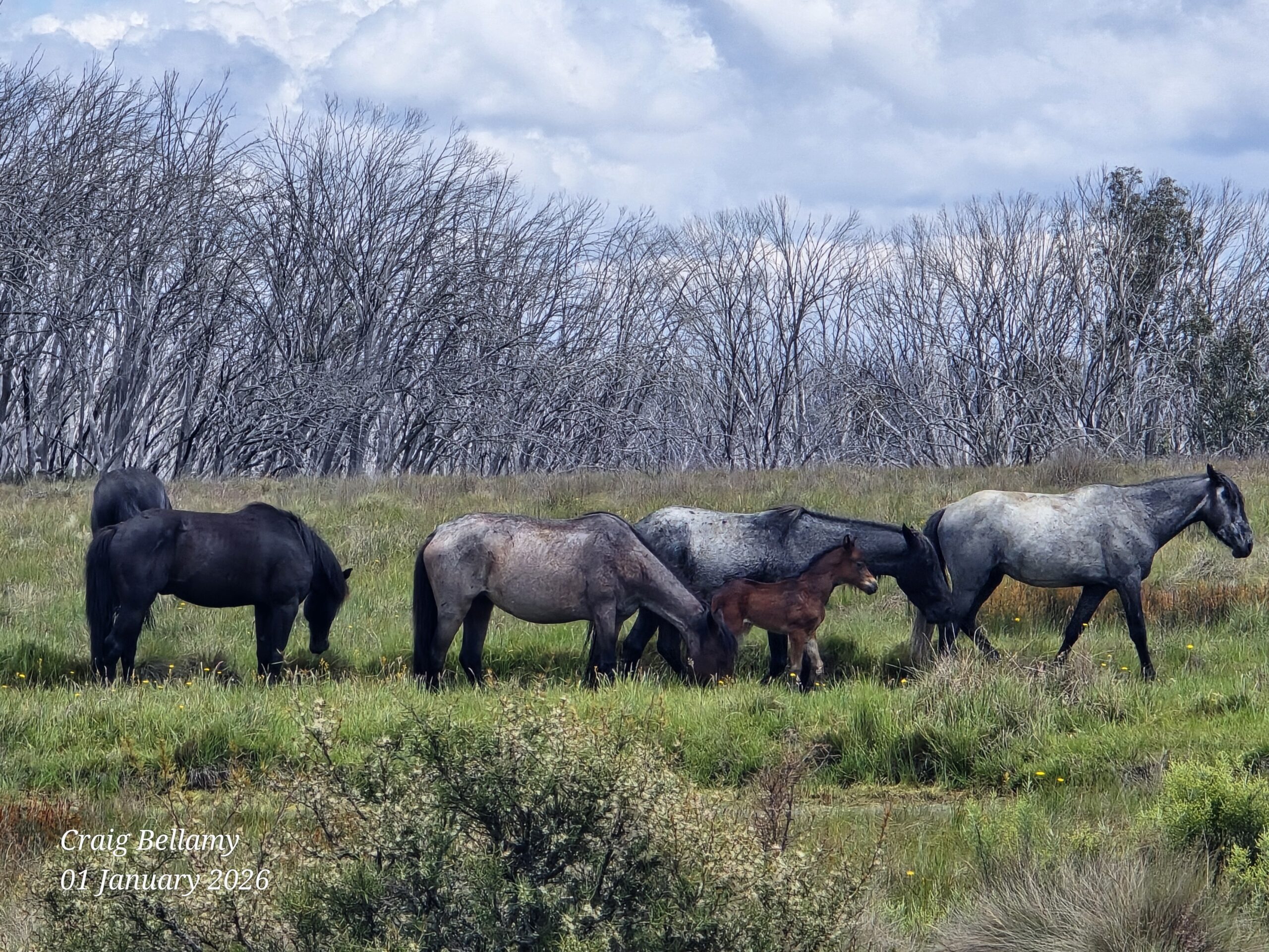 Source to Sea: tracking the Snowy River from Kosciuszko to Marlo