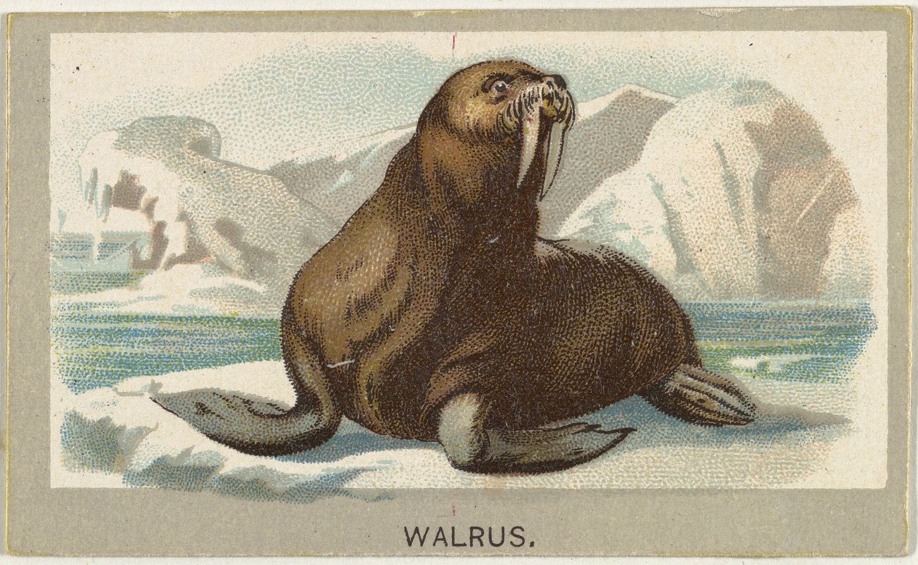 The man with walrus eyes…