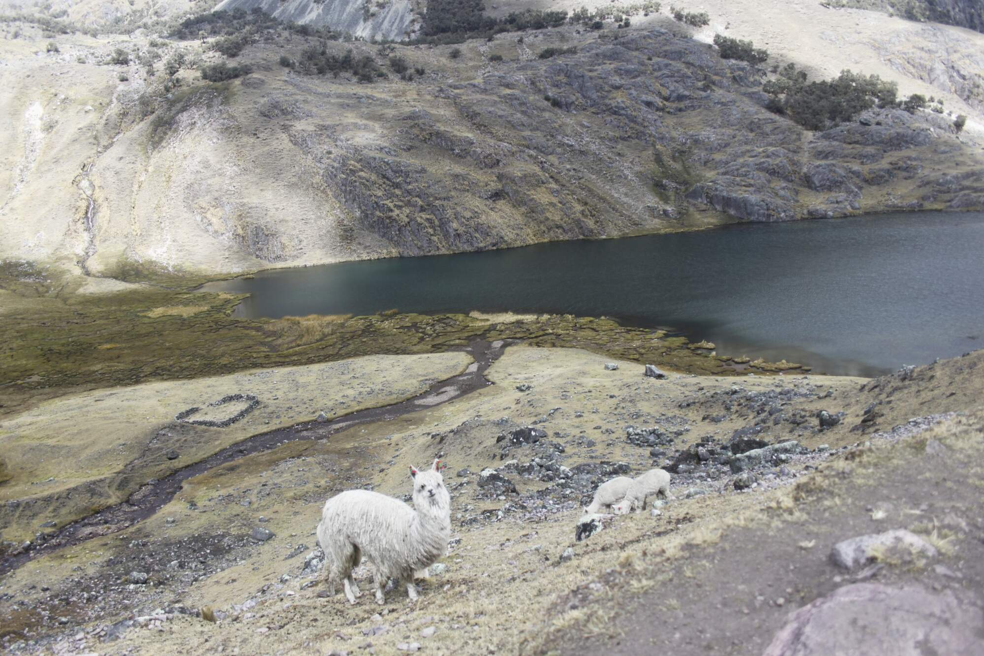 Walking the Lares Valley trek [34/50]